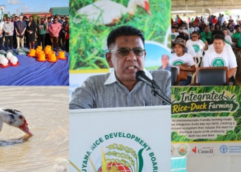 Minister Mustapha Highlights Rice-Duck Integrated Farming as New Opportunity to Reduce Costs, Boost Farmers’ Income